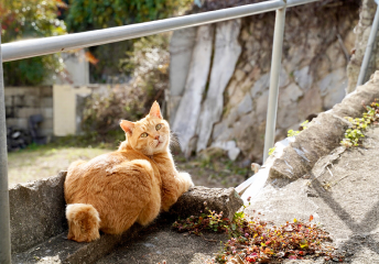 振り向いた猫